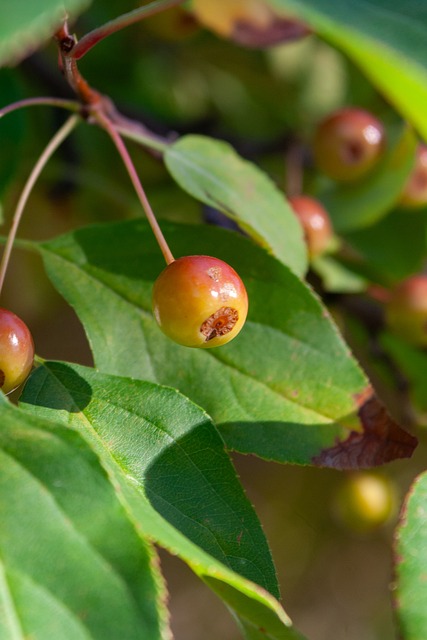 划重点，2025年春运安排提前看.